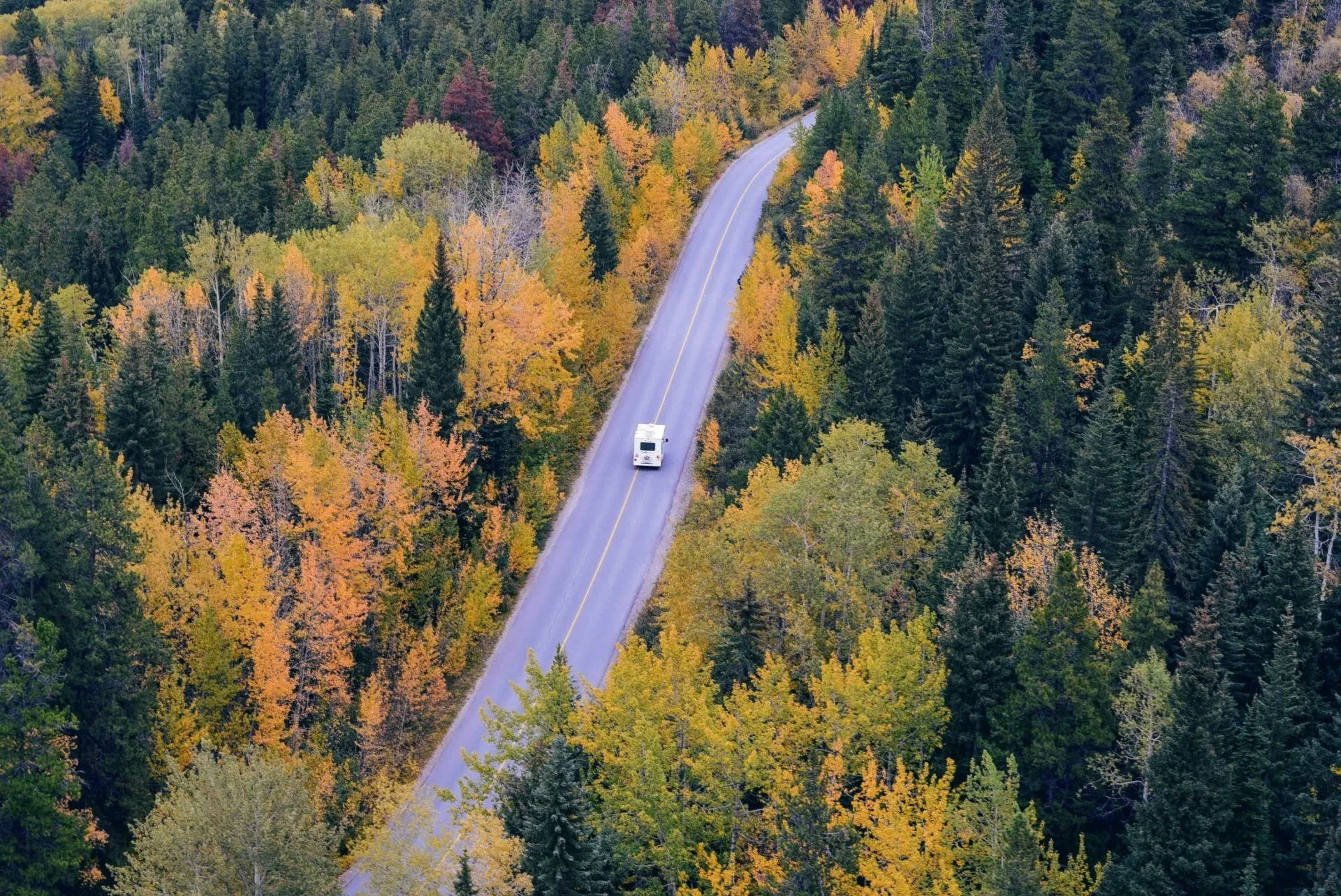 A winding road through autumn trees